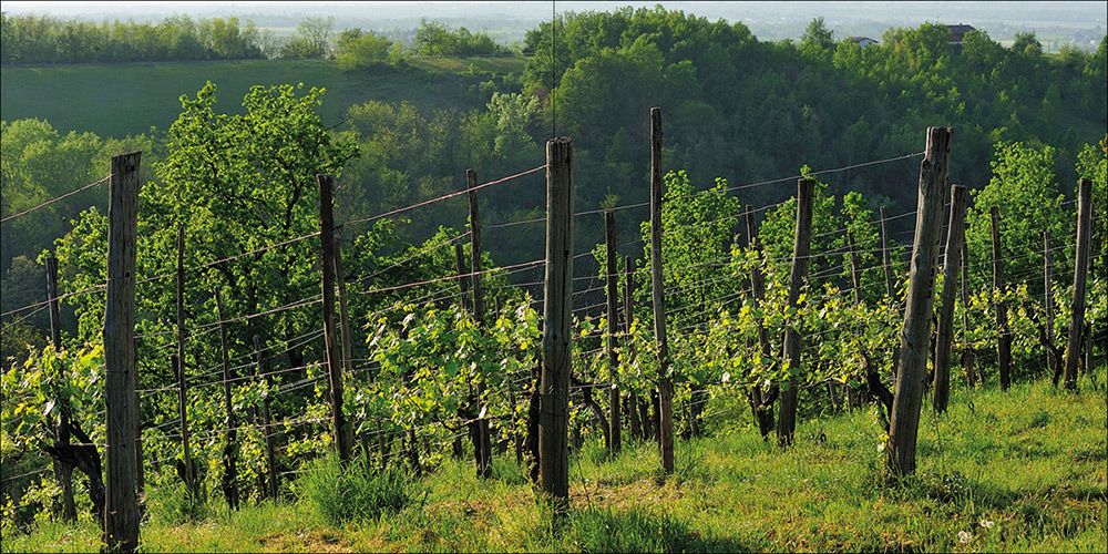 cantine bonelli val trebbia