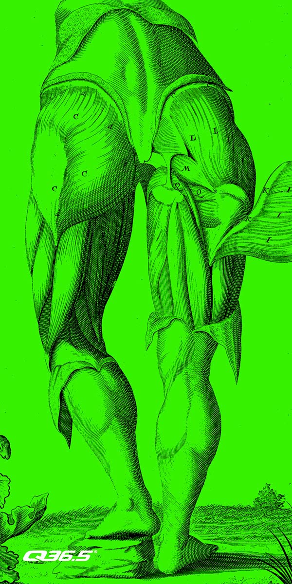 q365 anatomy bibshort